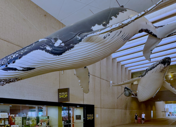 Whalesong